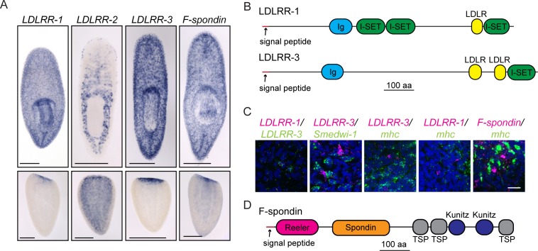 Figure 4.