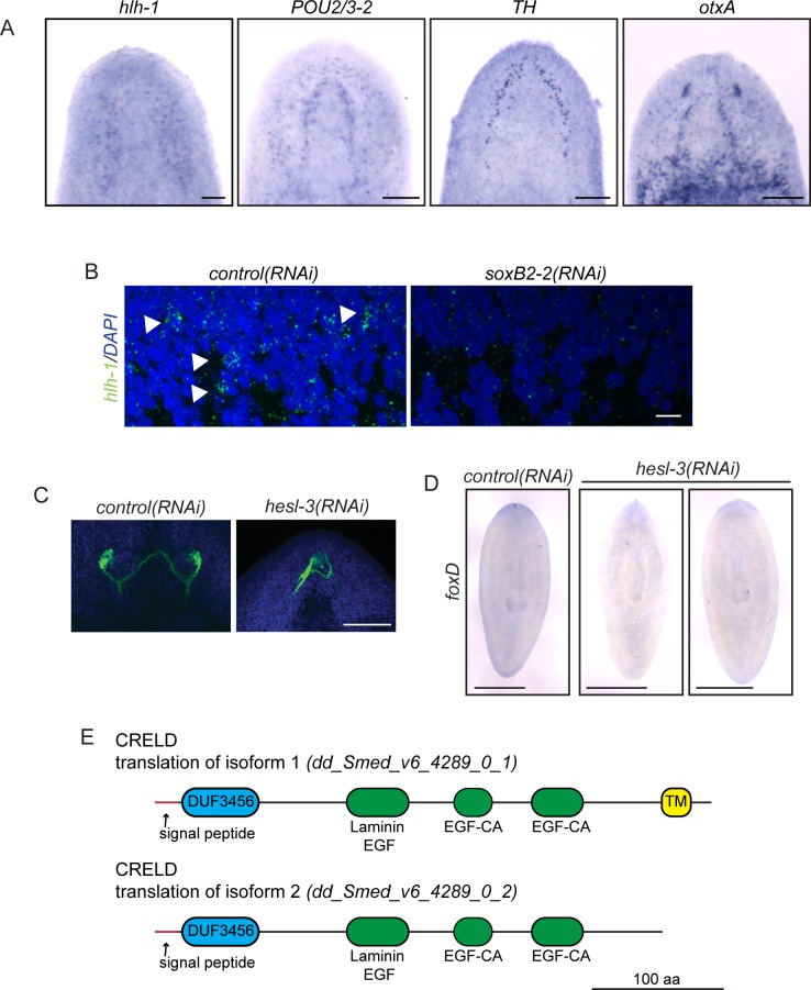 Figure 3—figure supplement 1.