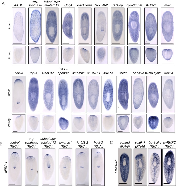 Figure 2—figure supplement 1.