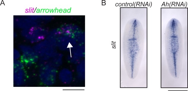 Figure 5—figure supplement 1.