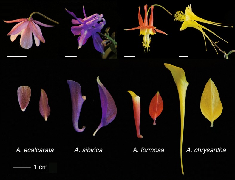 Fig. 1