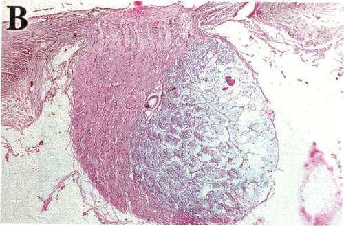 FIGURE 24 B