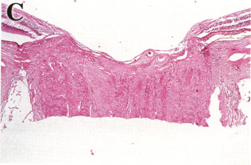 FIGURE 24 C