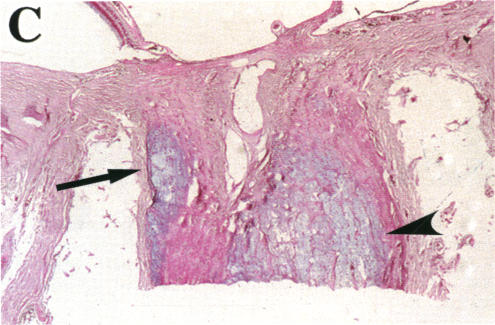 FIGURE 25 C