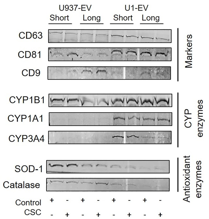 Fig 8