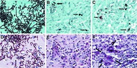 FIG. 8.