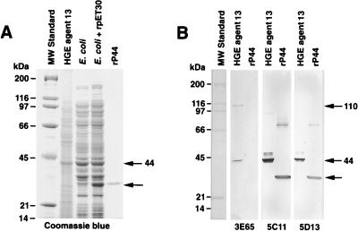 FIG. 5