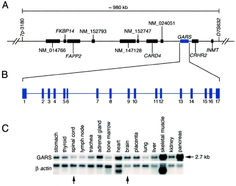 Figure  1