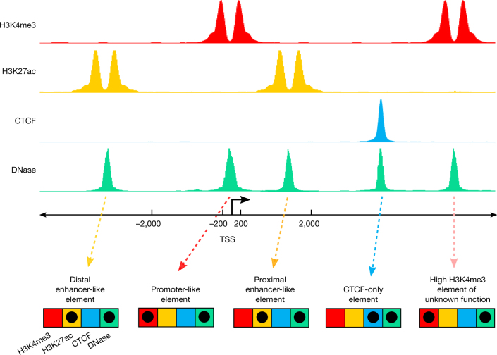 Box 1 Fig. 1 | Classification of cCREs by epigenetic signatures and proximity to TSS.