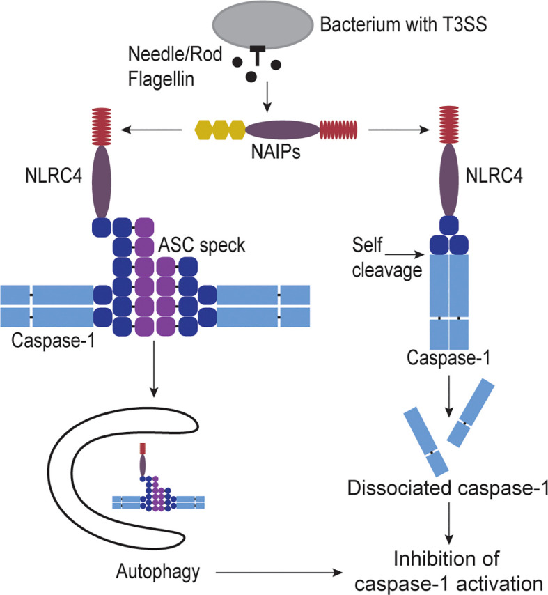 Figure 2