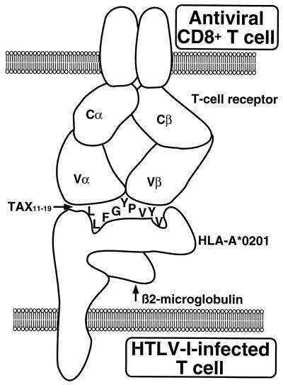 FIG. 6