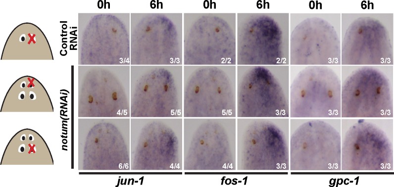 Figure 2—figure supplement 3.