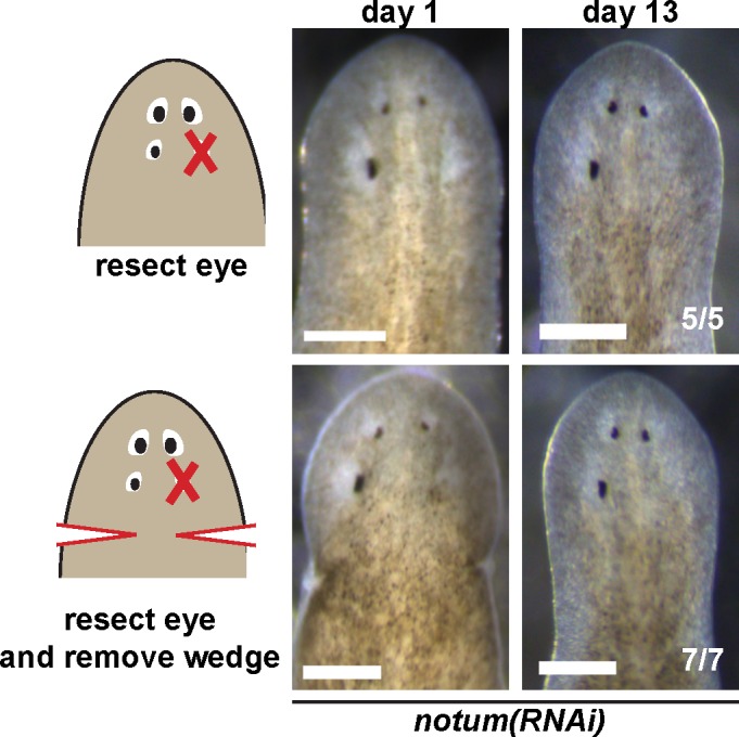 Figure 4—figure supplement 1.