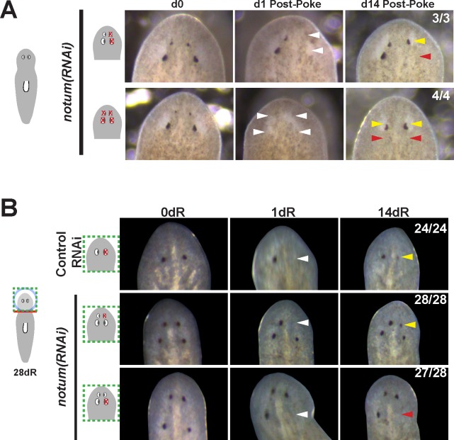 Figure 1—figure supplement 2.