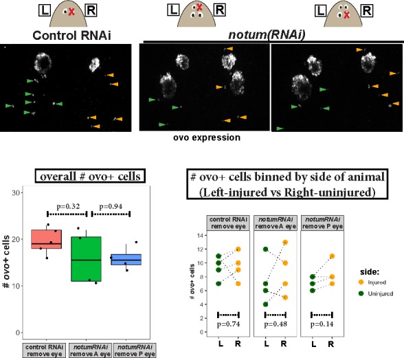 Figure 4—figure supplement 2.