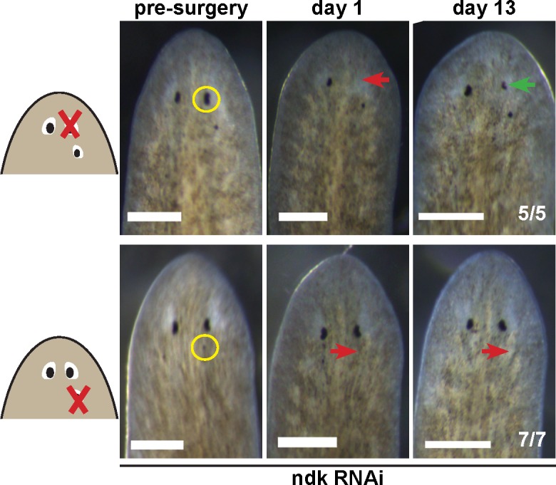 Figure 5—figure supplement 3.