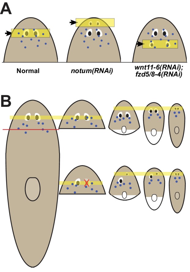 Figure 7.