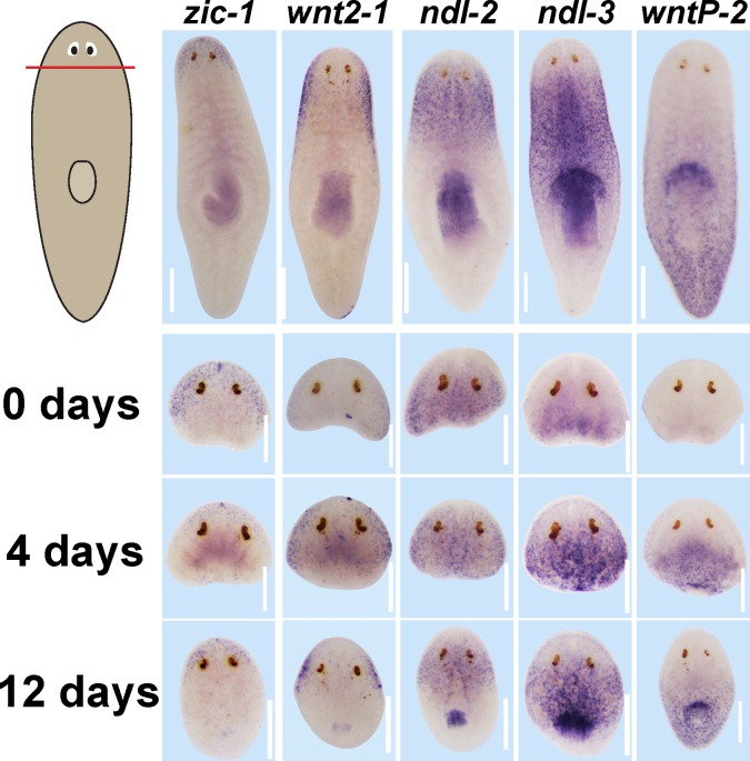 Figure 6—figure supplement 1.