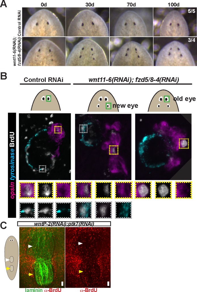 Figure 5—figure supplement 2.