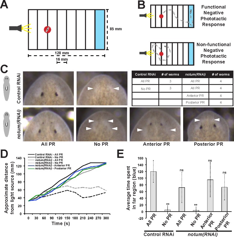 Figure 1—figure supplement 1.