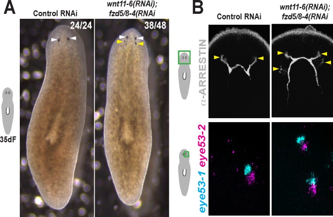 Figure 5—figure supplement 1.