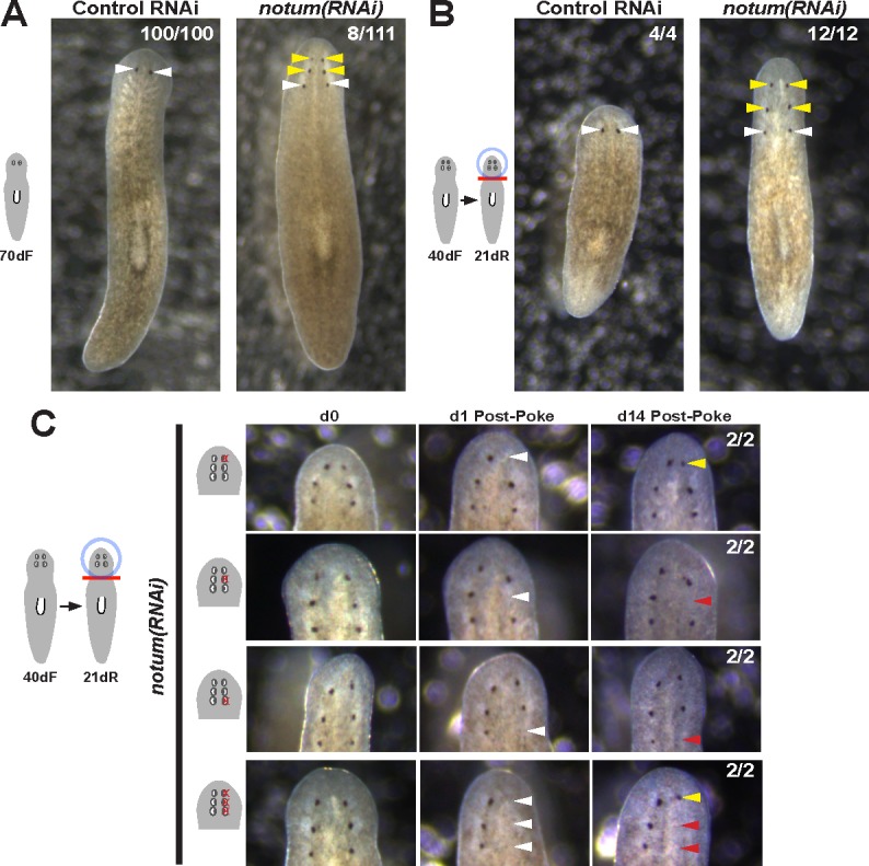 Figure 1—figure supplement 3.