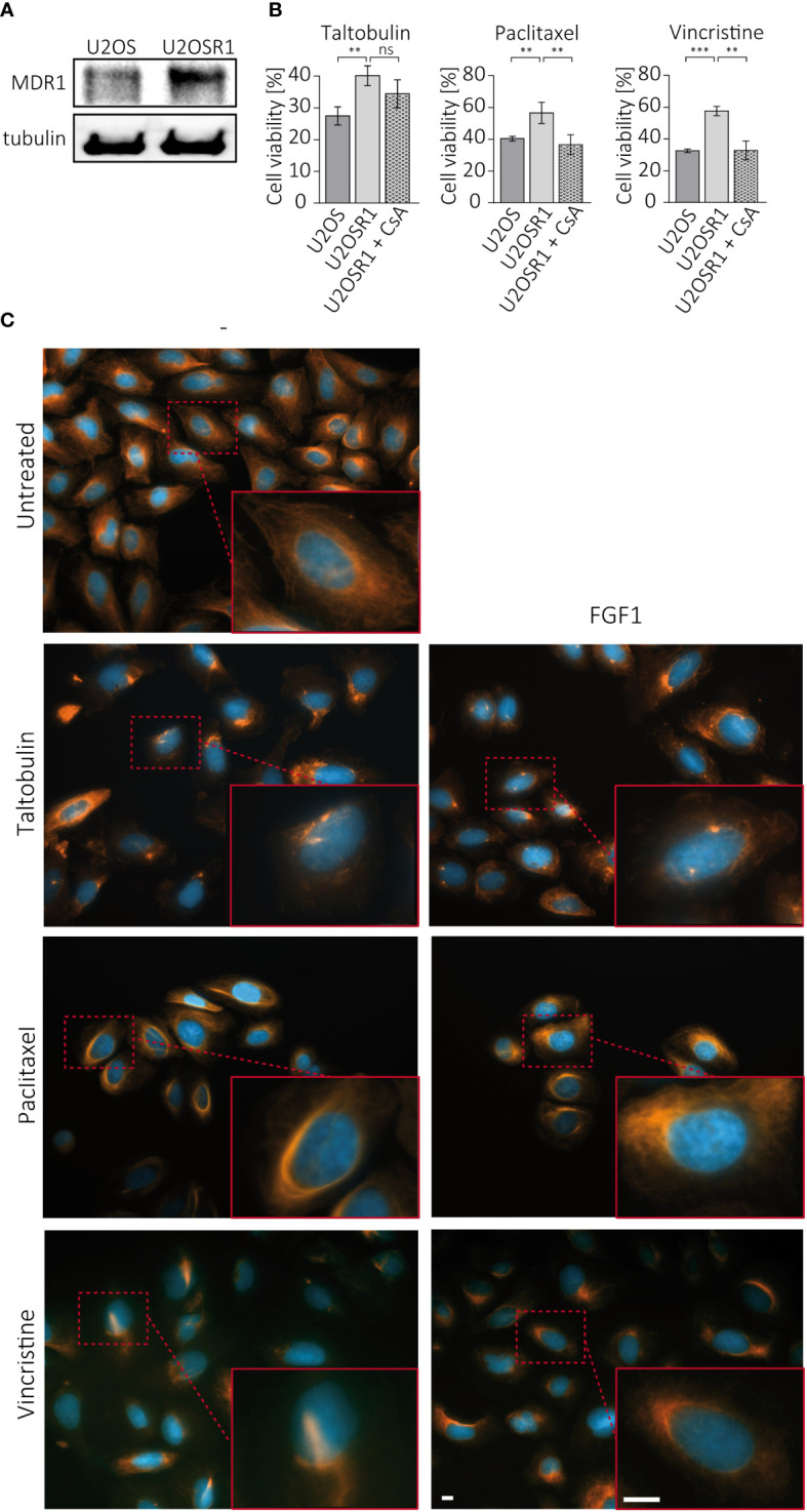 Figure 3