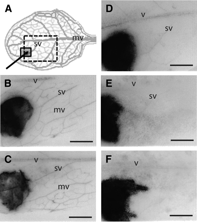 Figure 11.