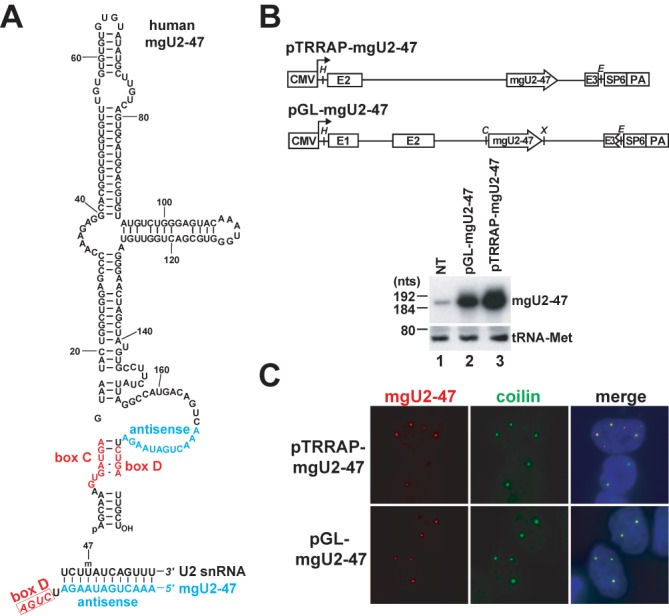 Figure 1.