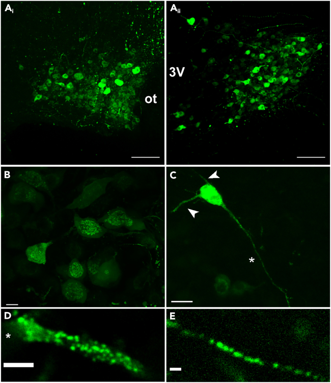 Figure 1