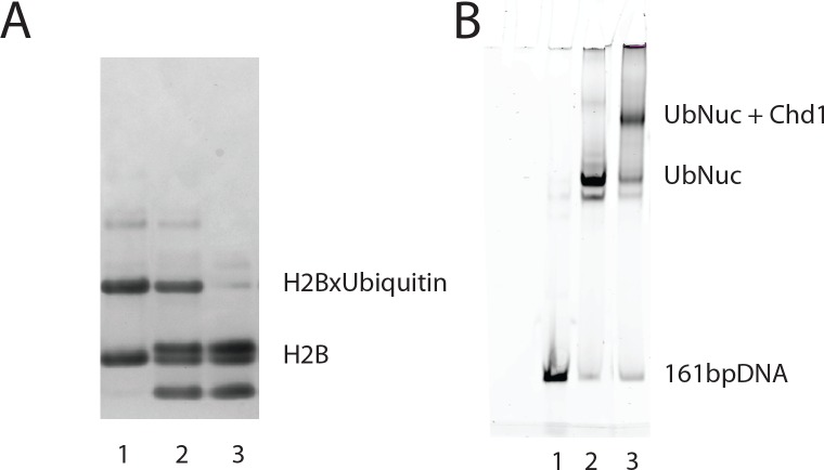 Figure 1—figure supplement 2.