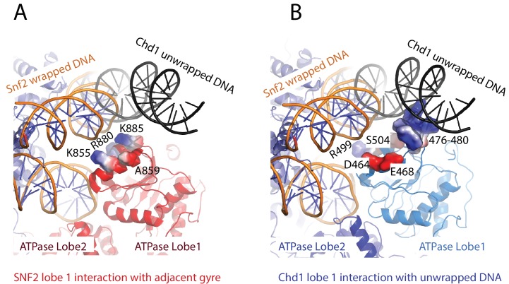 Figure 6—figure supplement 2.