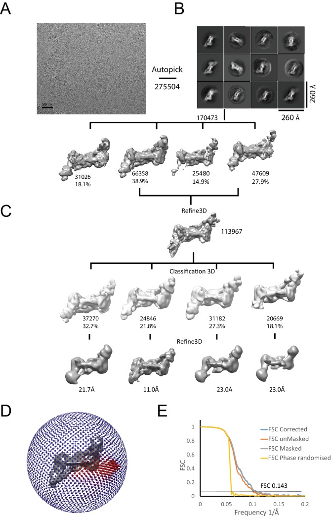 Figure 7—figure supplement 1.