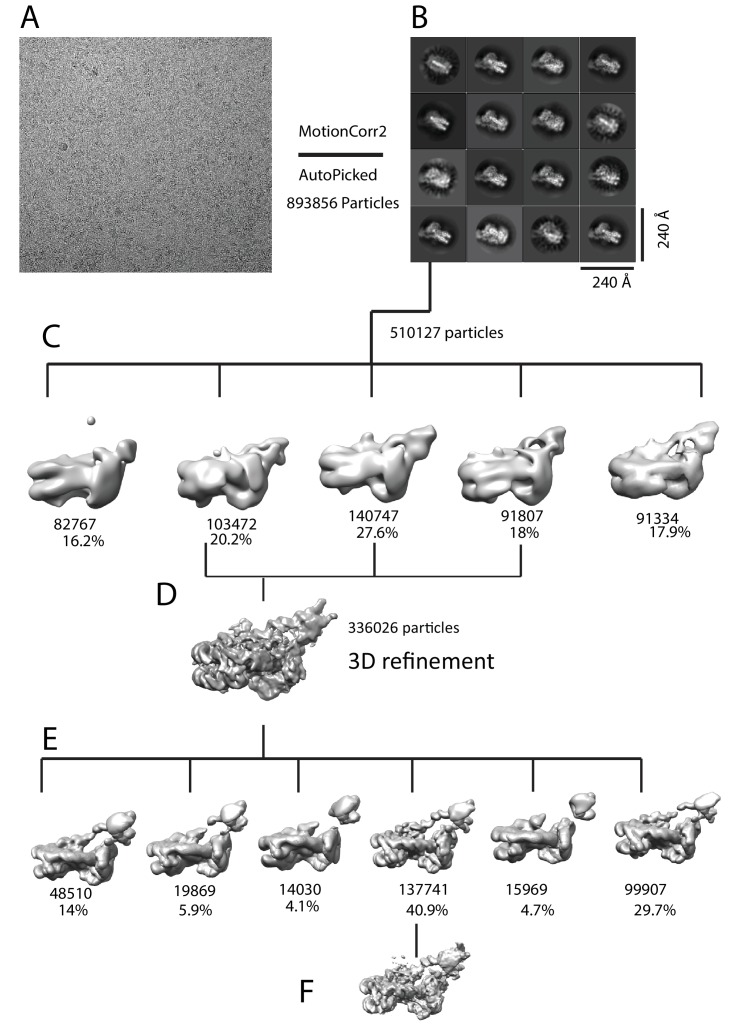 Figure 1—figure supplement 3.