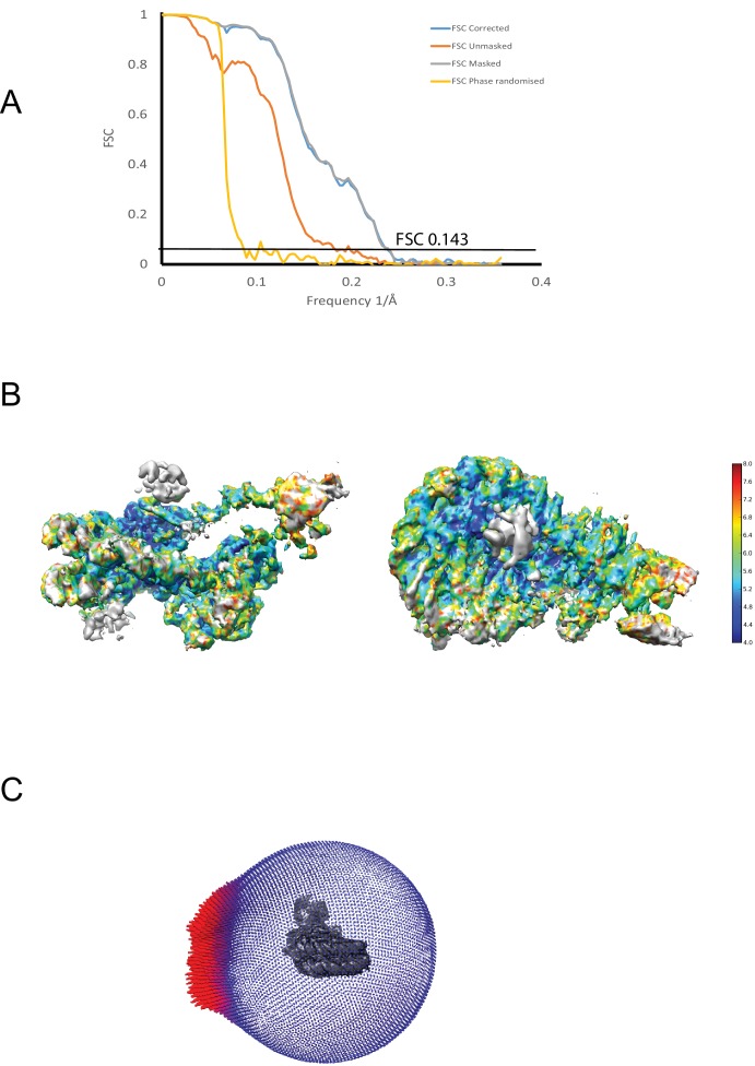 Figure 1—figure supplement 4.