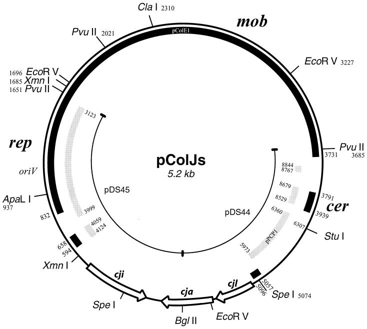 FIG. 1