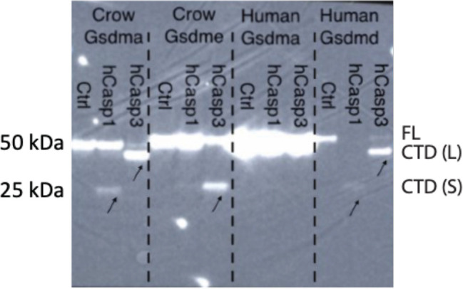 Figure 3—figure supplement 2.