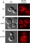 FIGURE 1: