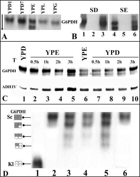 FIG. 7.