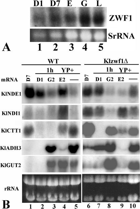 FIG. 6.