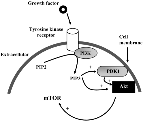 Figure 2)