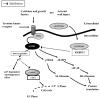 Figure 6)