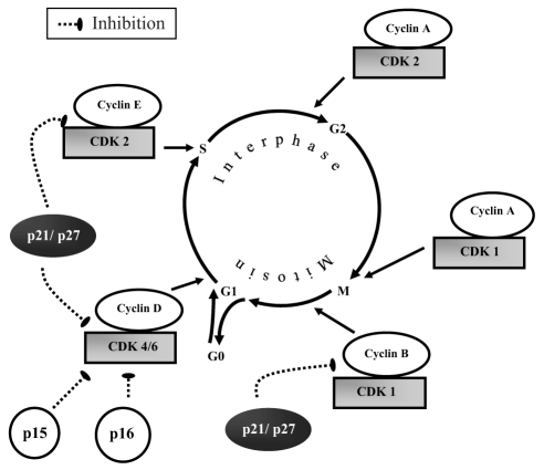 Figure 1)