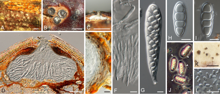 Fig. 26