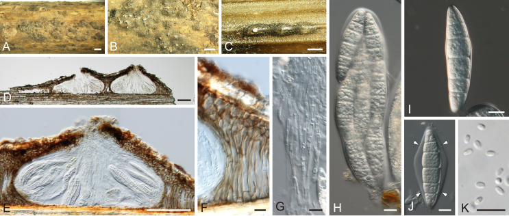 Fig. 41