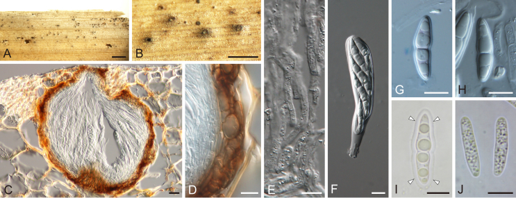 Fig. 28