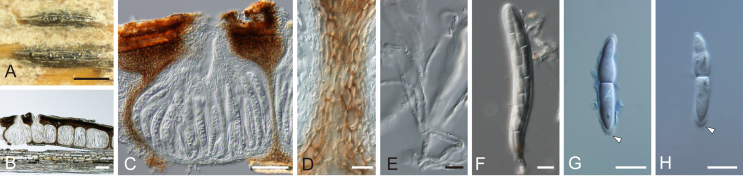 Fig. 22