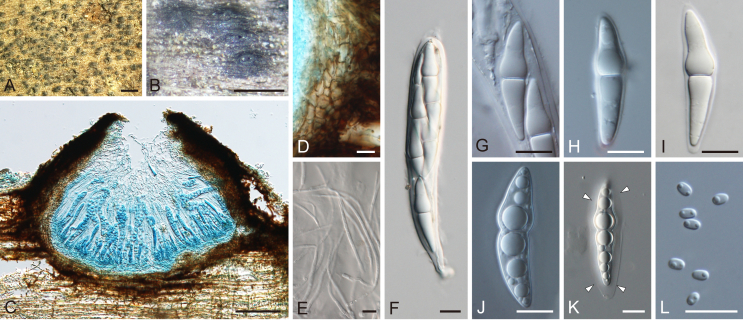 Fig. 30