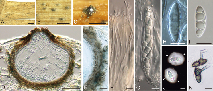 Fig. 42