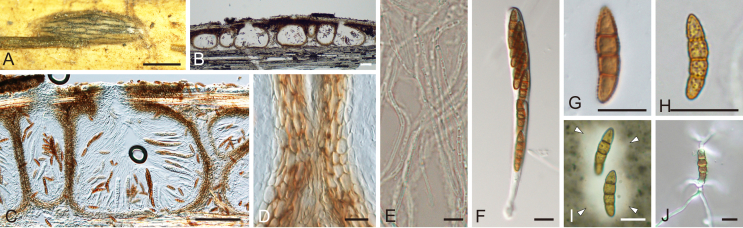 Fig. 7